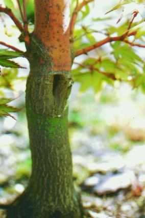 Acer palmatum Sango Kaku - Coral Bark Maple grafted onto Japanese Maple stock