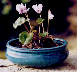 Cyclamen hederifolium picture