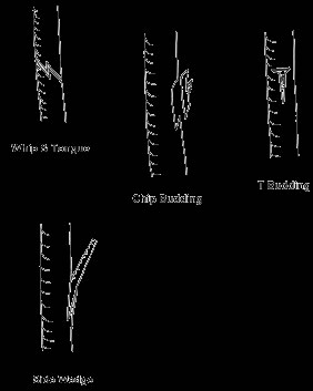 basic grafts