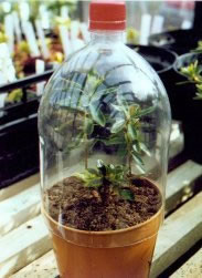 Half a plastic pop bottle used as a propagator