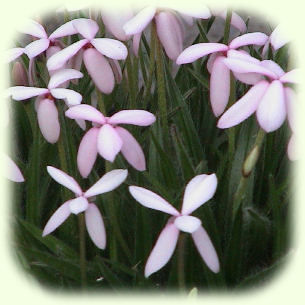 Rhodohypoxis baurii